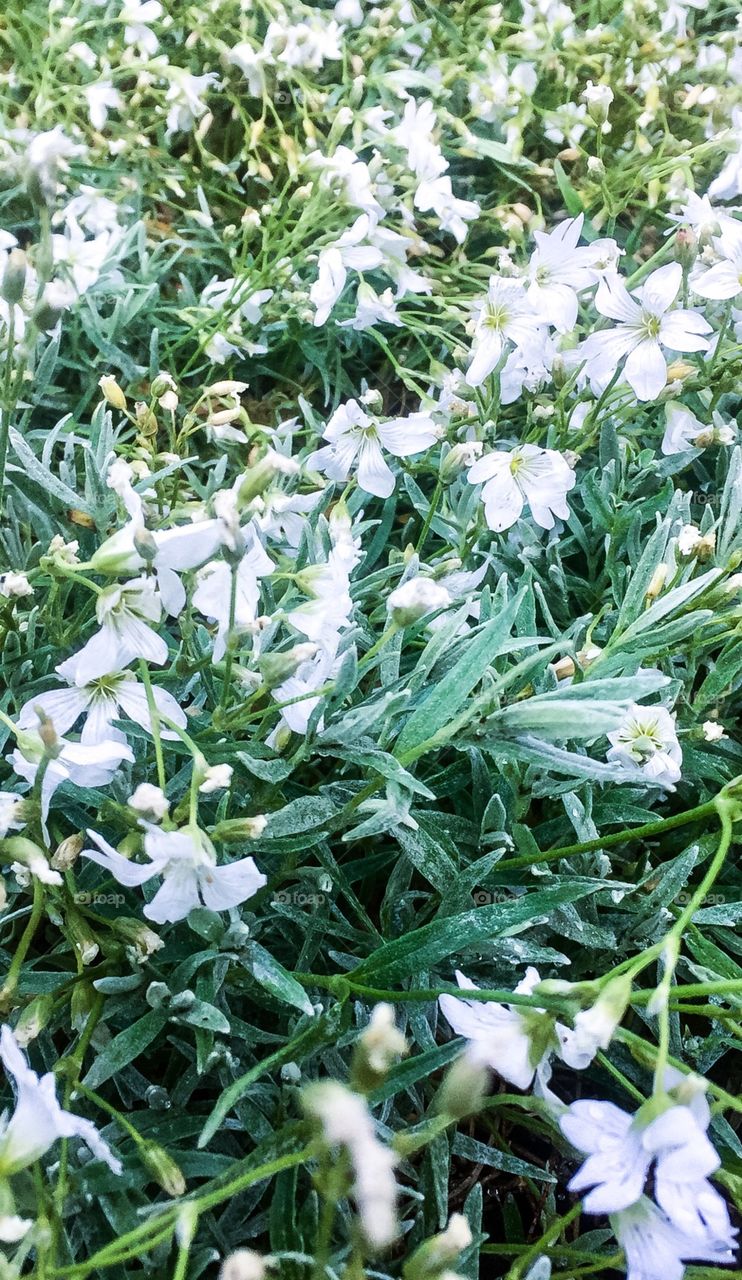 A bed of white flowers adding colours to the field.