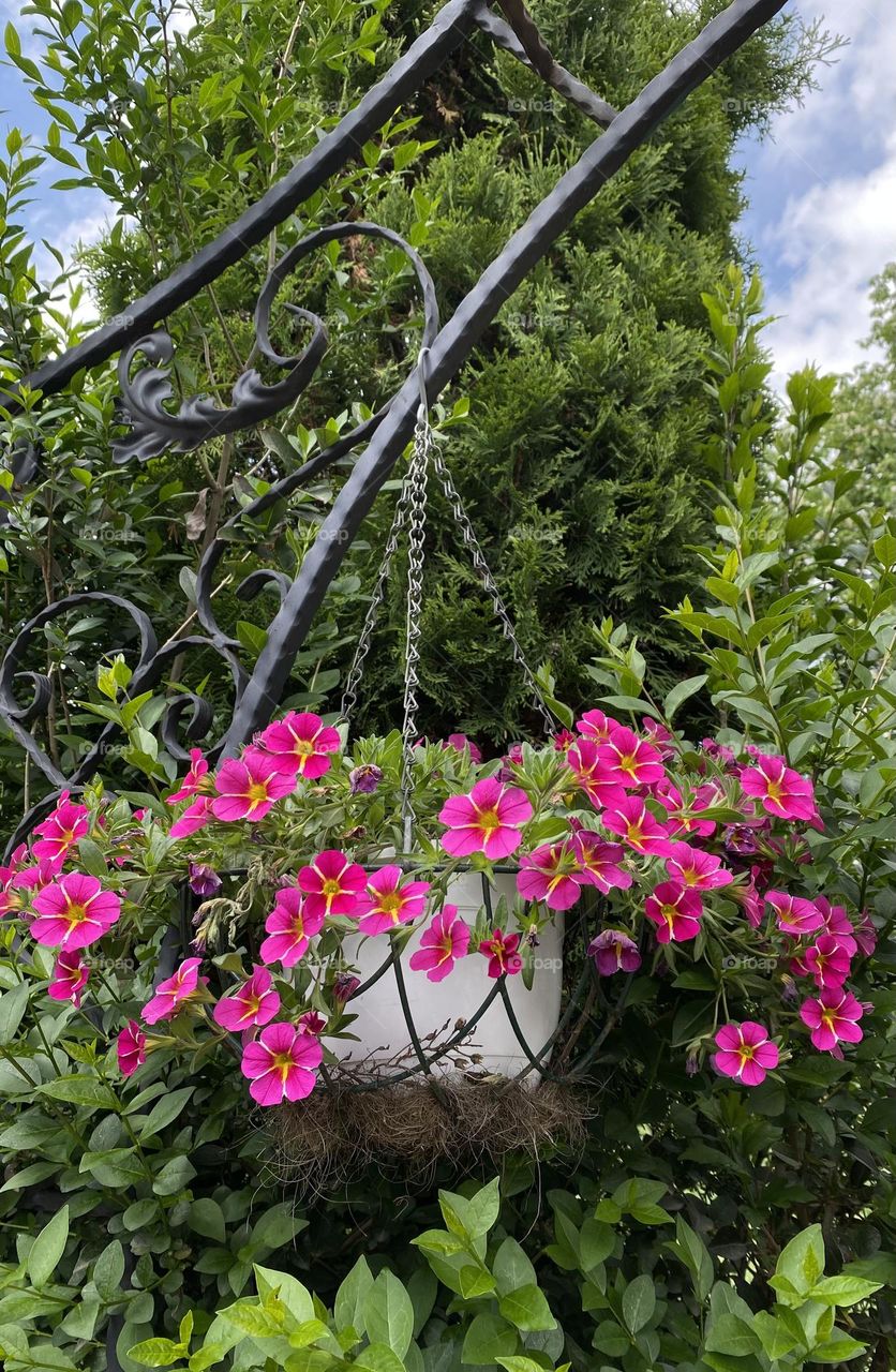 Beautiful flowers on the pot