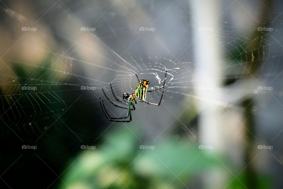 spider