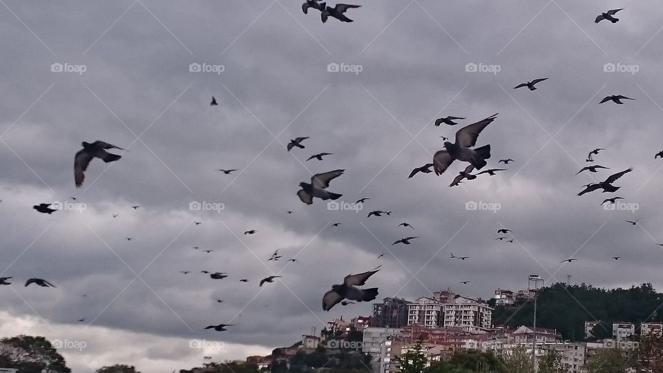 Flock of pigeons flying against sky
