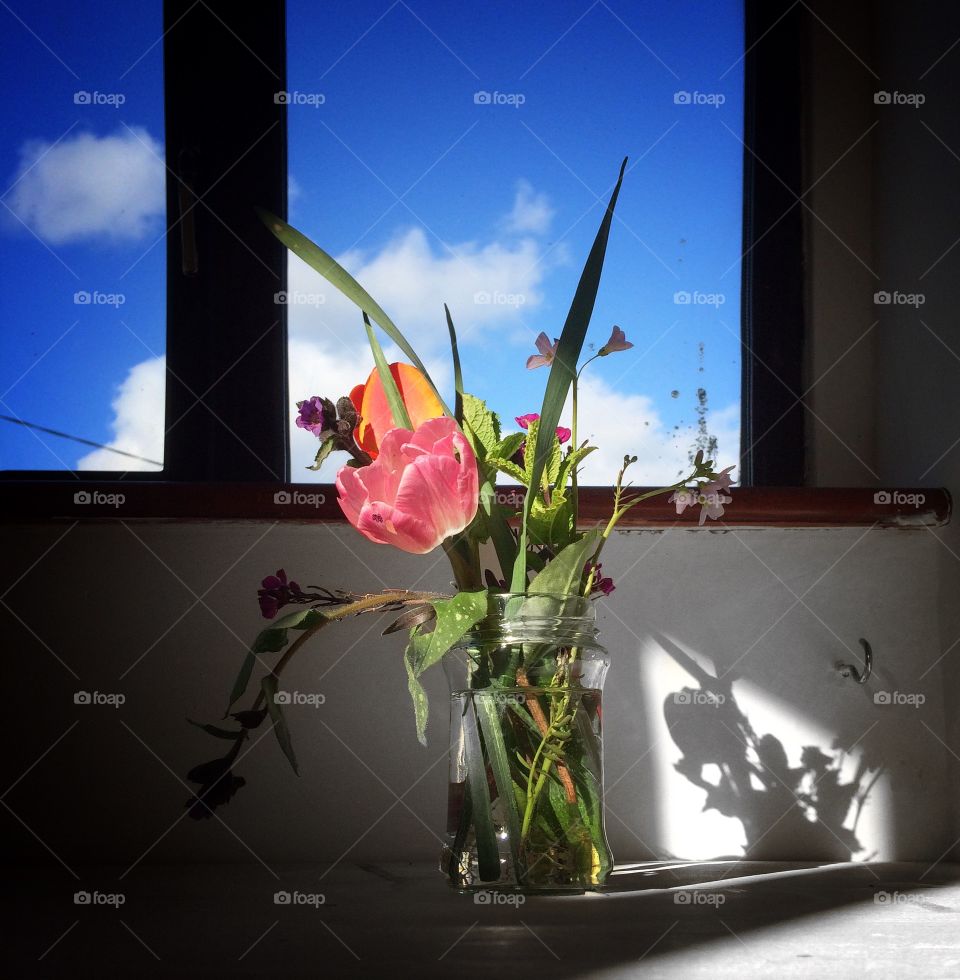 Flower, Nature, No Person, Summer, Still Life