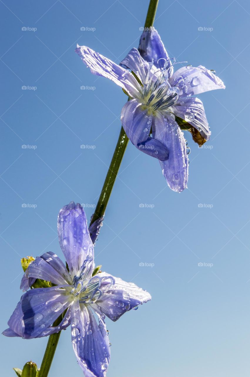 Chicory is a genus of biennial or perennial herbs of the Asteraceae family.