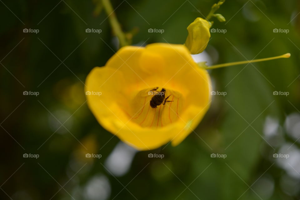 Bee Inside Flower