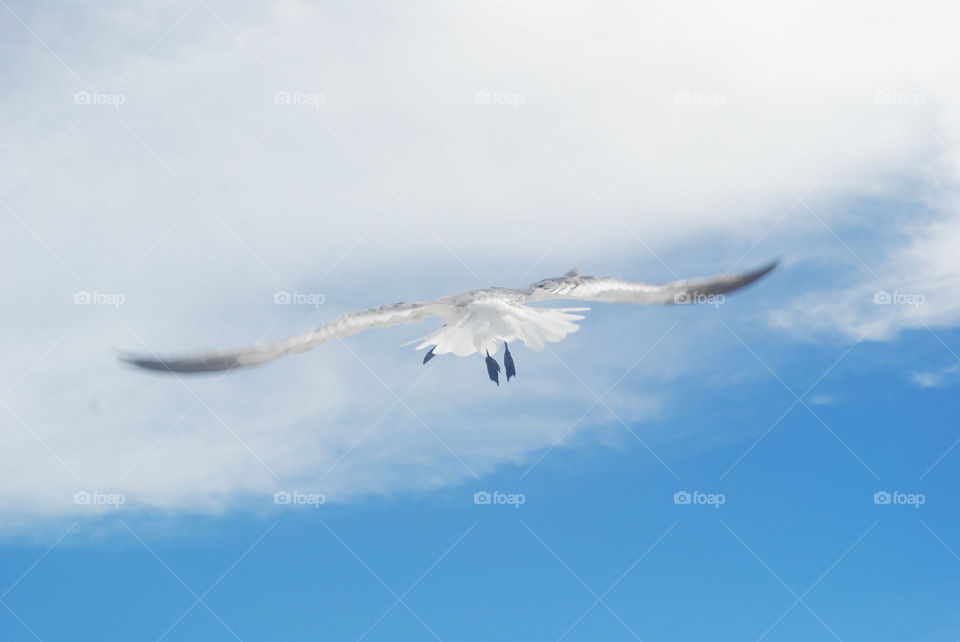 A bird flying in the sky