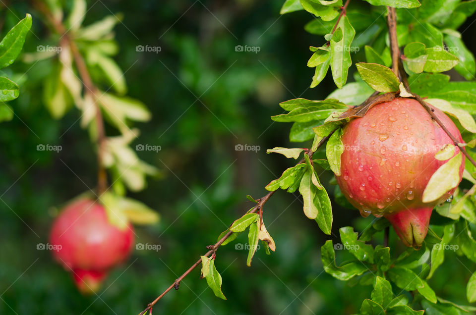 Green branch with red ripe pomegranate close up in the garden on a rainy day.