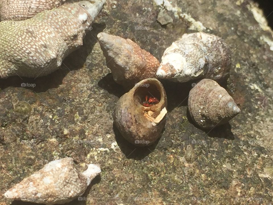 Varios caracoles en roca