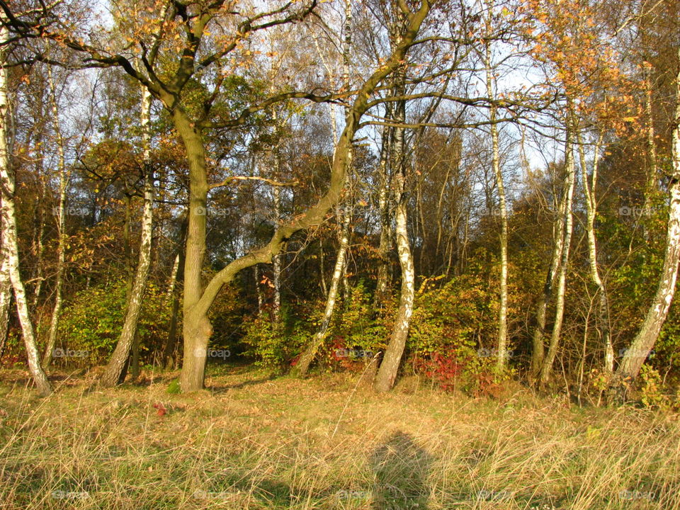 Autumn in the forest