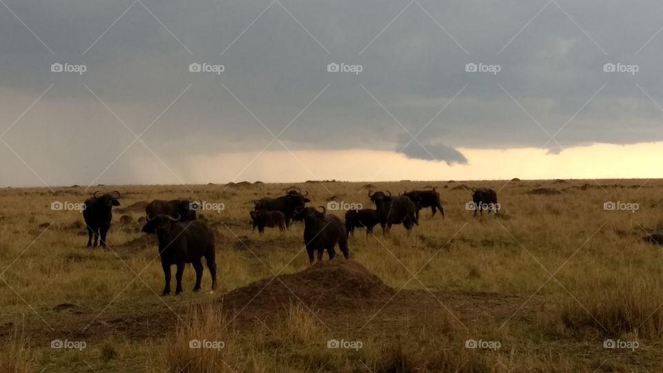 Group of buffalo
