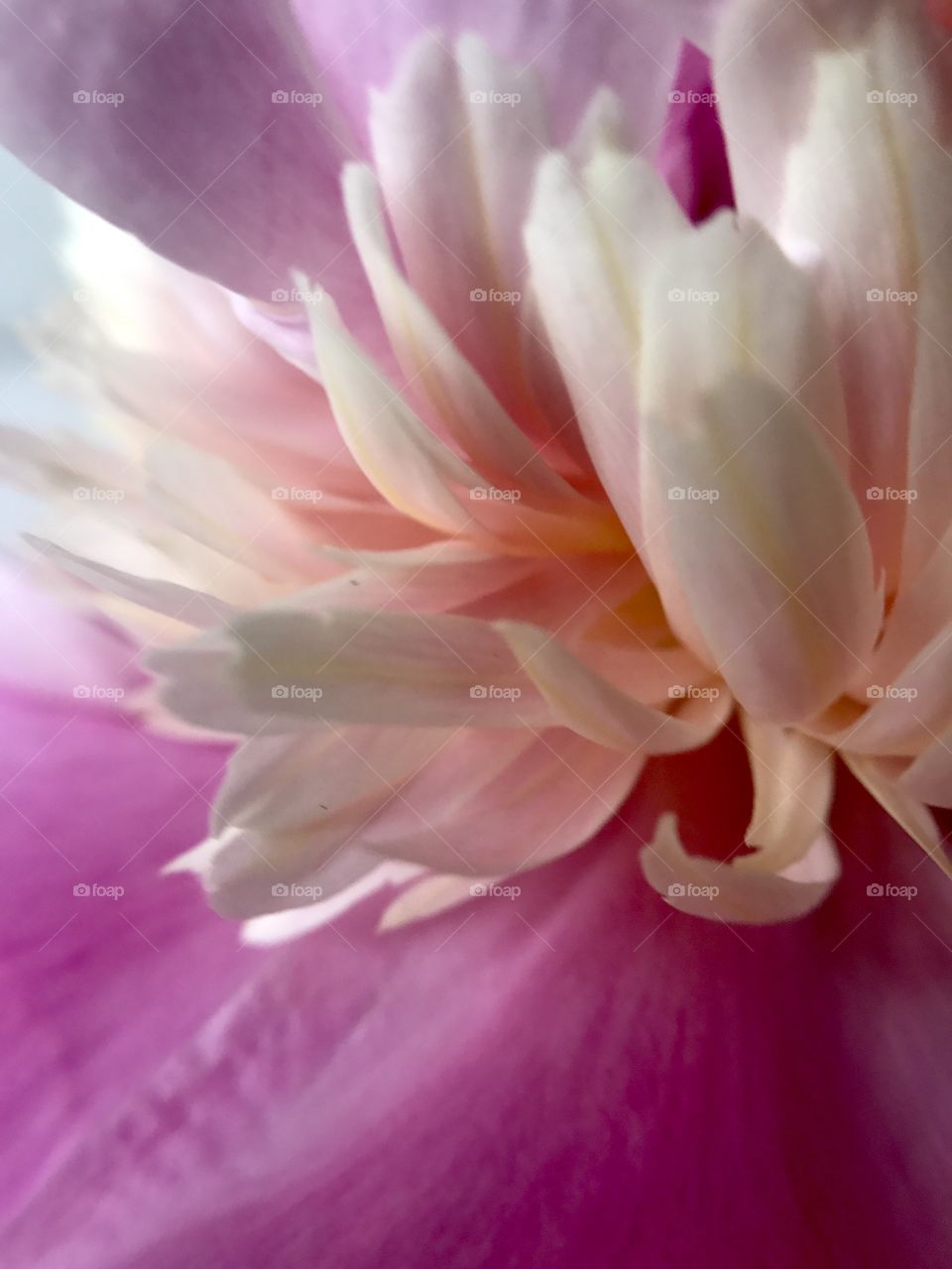 Pink peony 