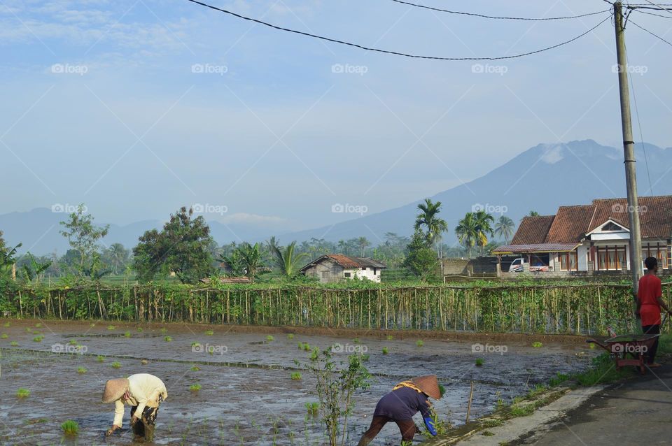 farmer planting rice