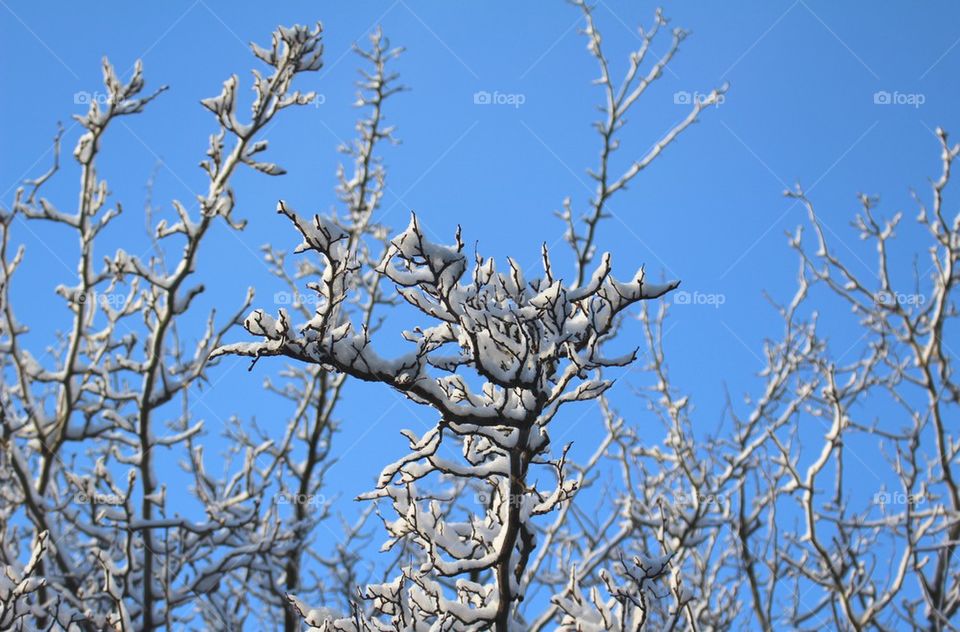 Snowy tree branches