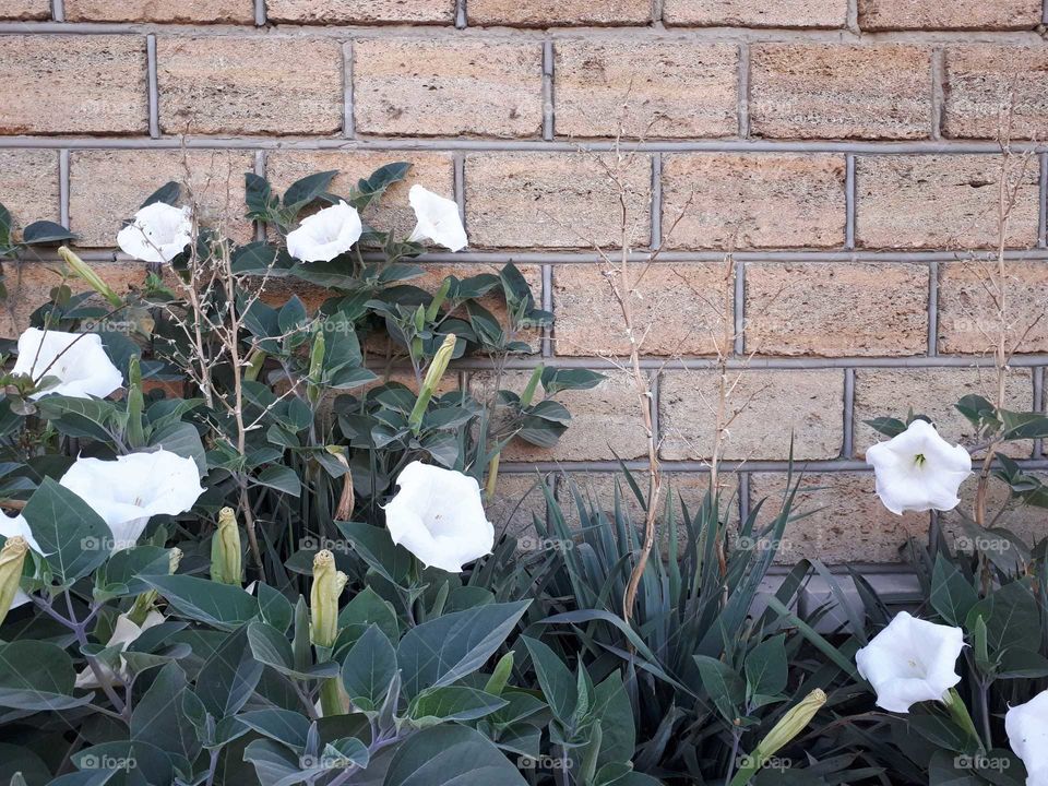 White flowers near brick wall