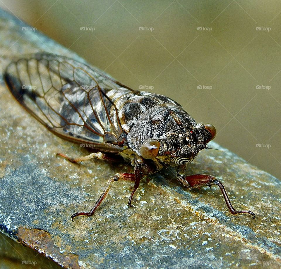 World in Macro - Cicada - Noisy Males produce this species-specific noise with vibrating membranes on their abdomens. The sounds vary widely and some species are more musical than others.