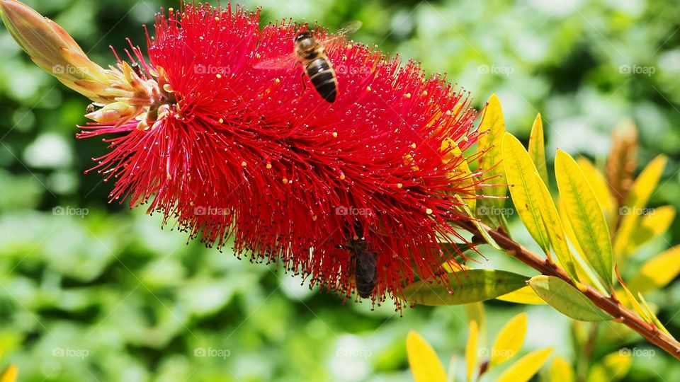 The bees in the red flower