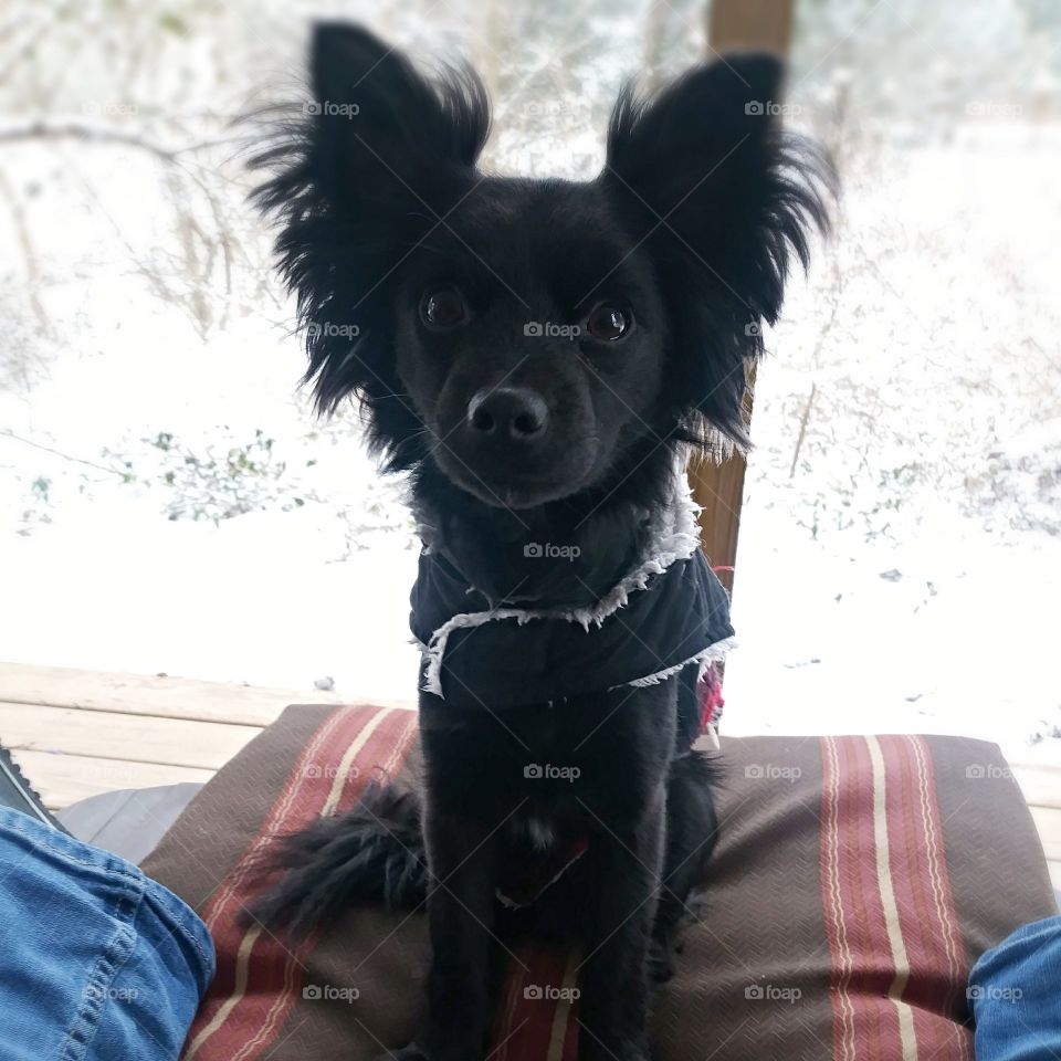winter with longhair chihuahua black dog