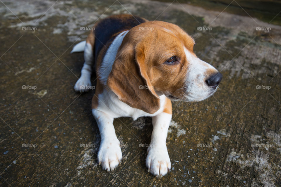 Cute beagle dog sitting on the ground 