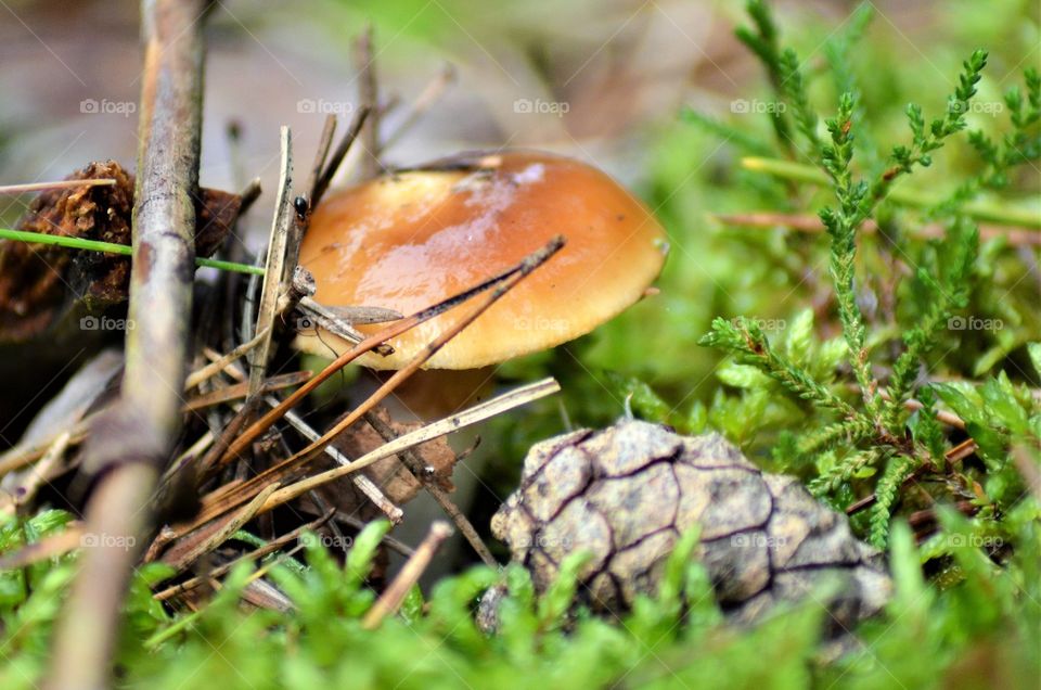 Forest mushroom