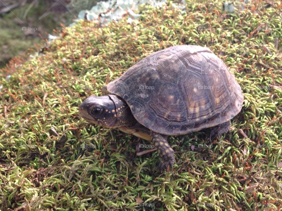 Cute little box turtle