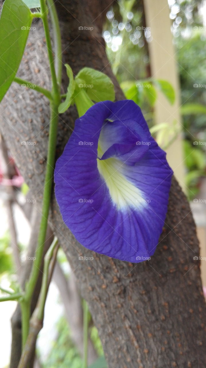 Blue Conch flower on tree trunk