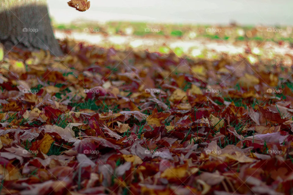 beautiful leaves on the ground
