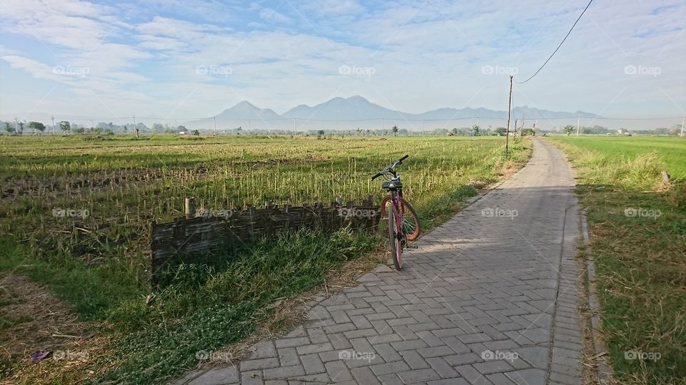 bicycles in the rice fields