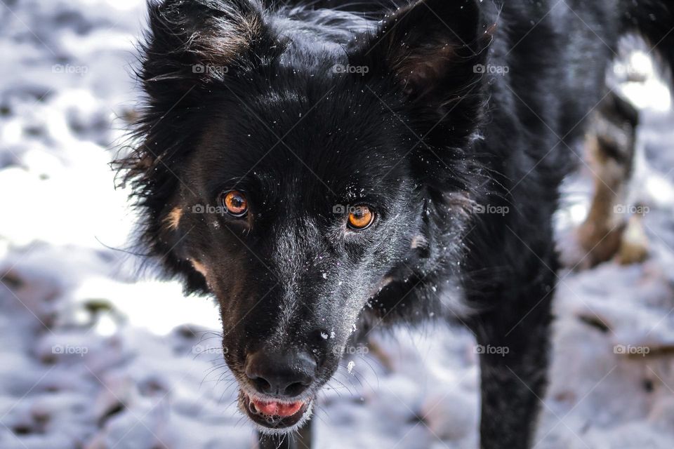 Border collie blue heeler eyes wolflike ears fluffy cheeks pet animal outdoors snow daylight no people wild dog puppy wolf Photo image photography amateur pics picture