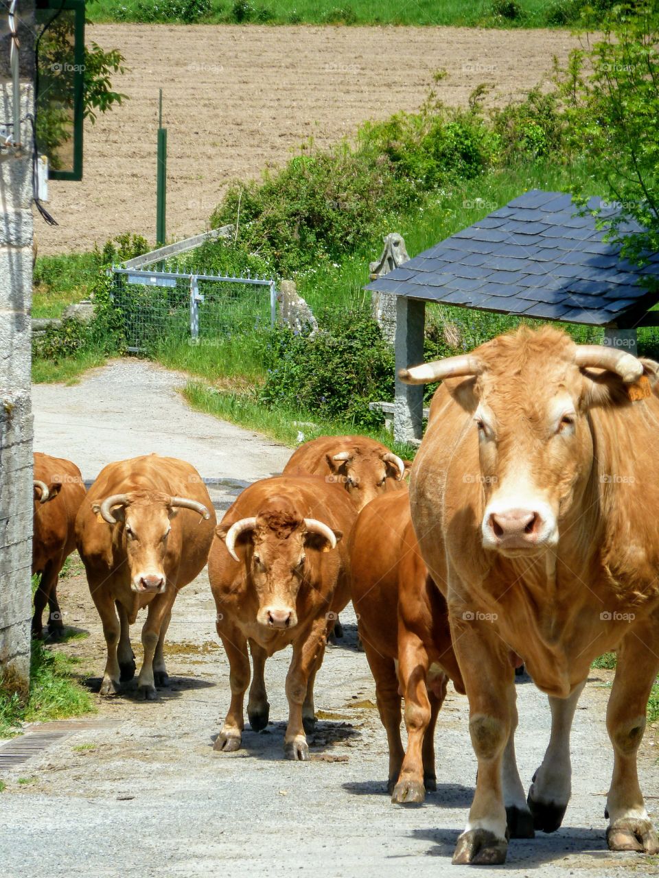 Welcomed by these beautiful animals on Caminho de Santiago, Spain