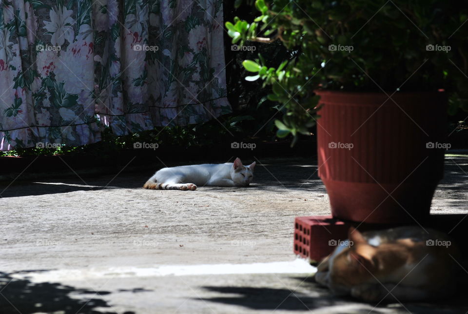 cats Relax time in a summer noon