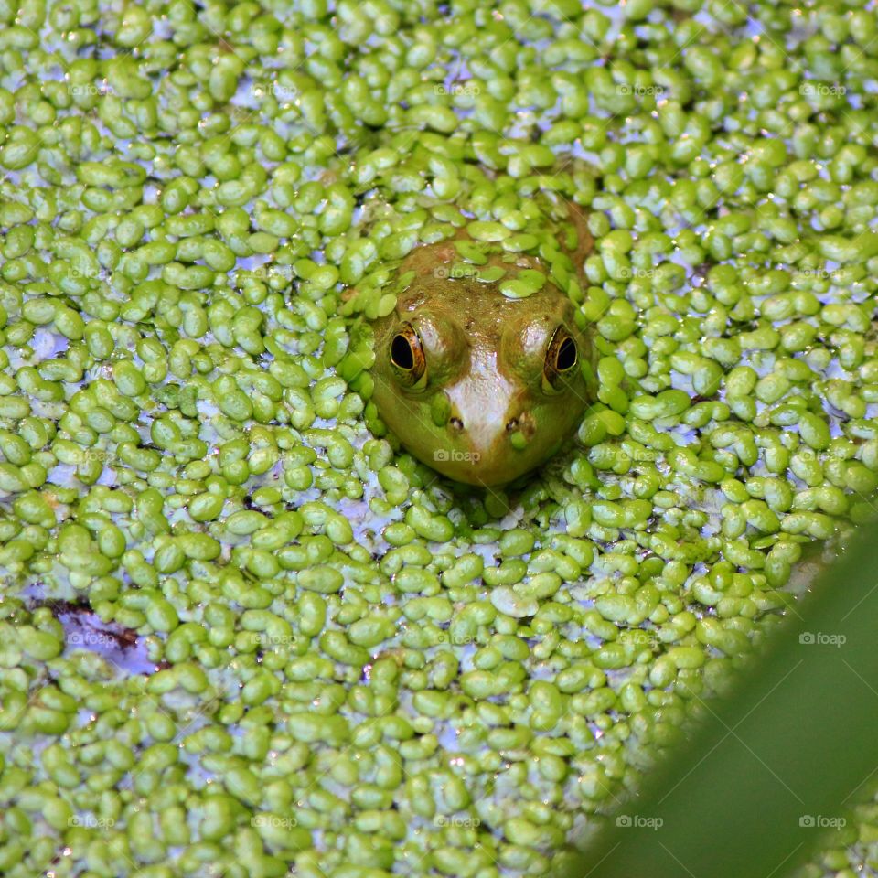 A frog blending in with its surroundings to protect itself
