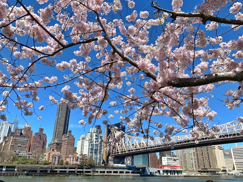 Spring in New York, cherry blossom, New York in bloom, Roosevelt island