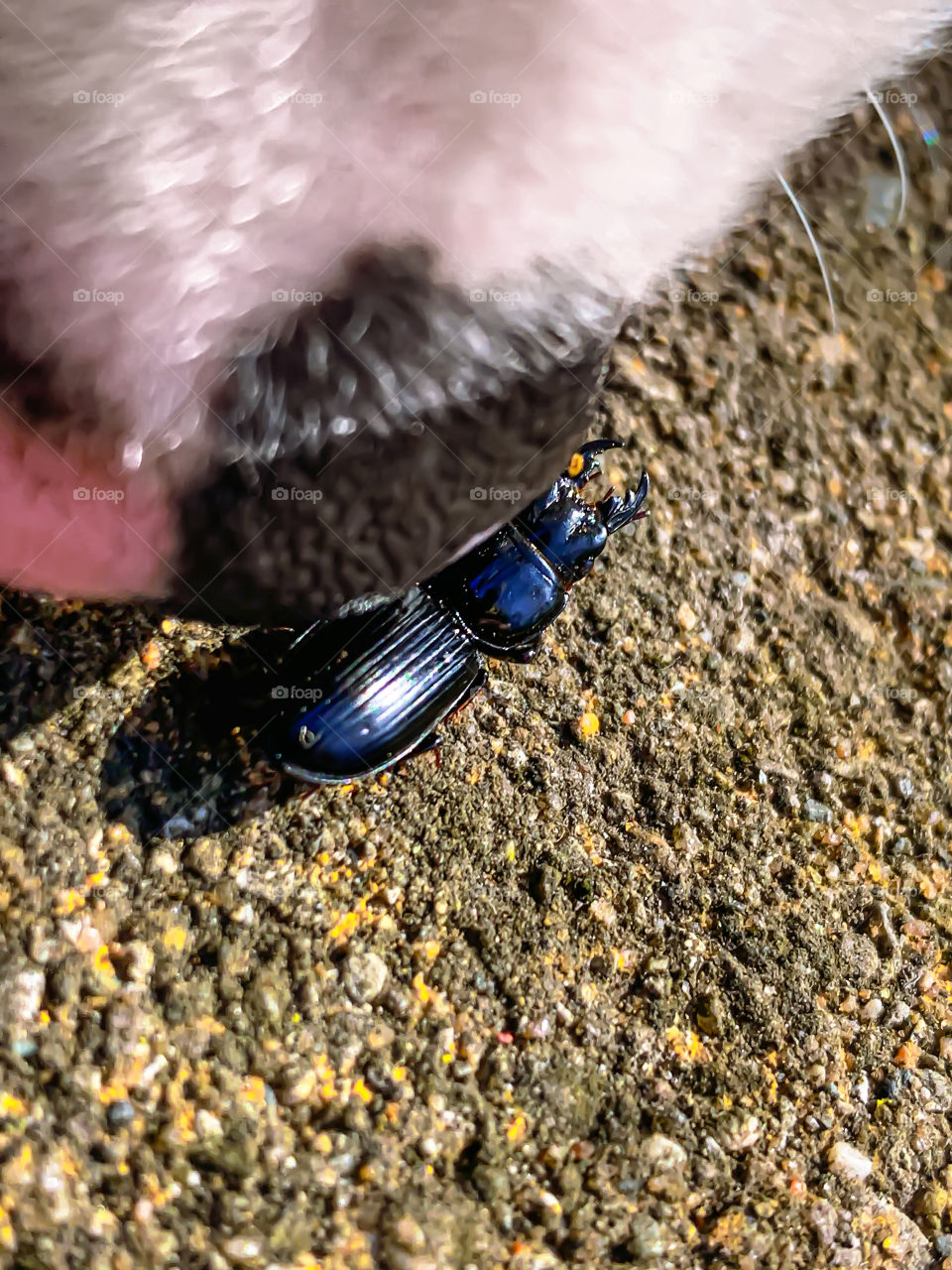 Corgi dog speckle spotted nose sniffing stag beetle cement concrete stone close up micro insect pinchers zoomed in pup puppy curious exploring smelling cute funny Amature phone photography animal pet bug creepy crawly Country inspecting nosy sniff