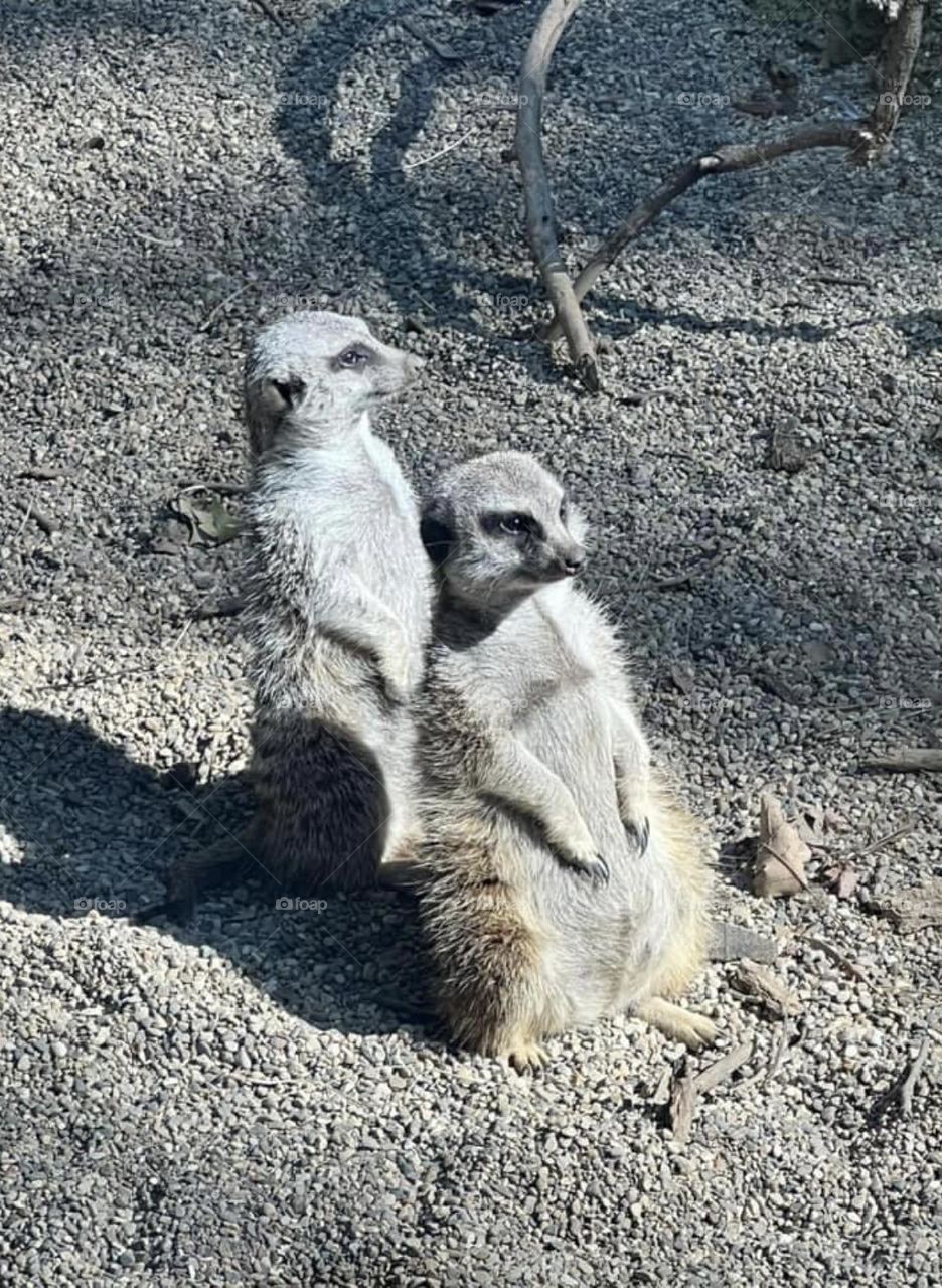 Meerkats at the zoo