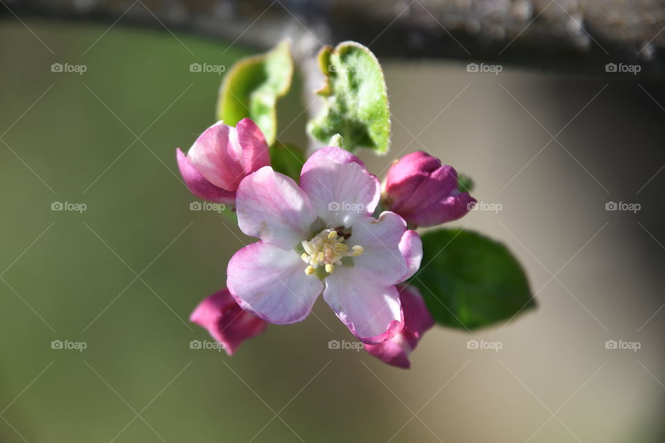 Pink apple blossom with four buds and leaves