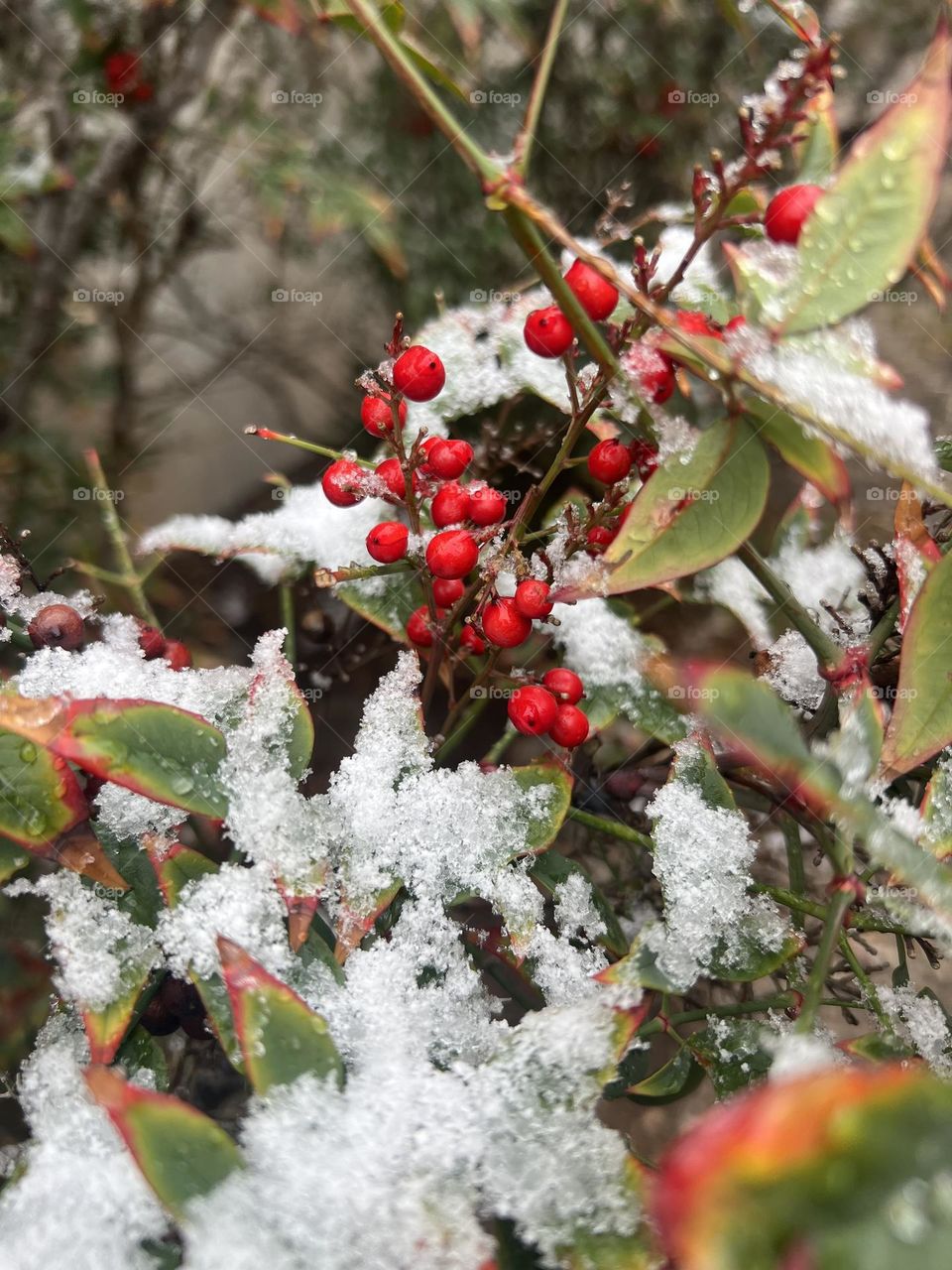 Cranberries With Snow