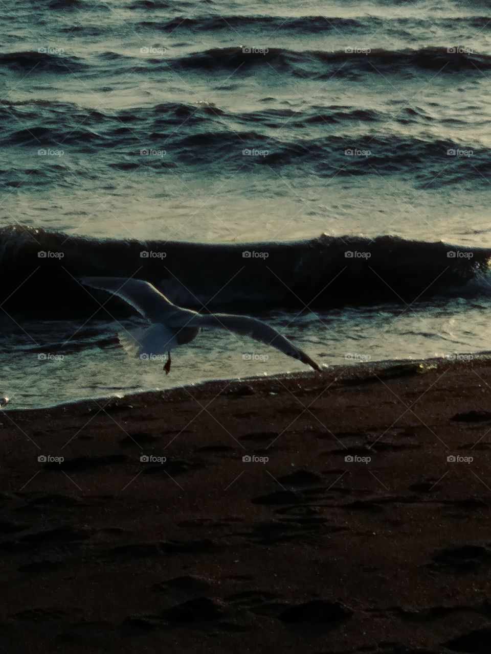 Seagull Tide