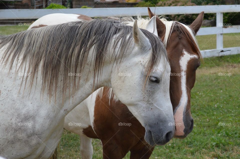 Two horses standing in grass