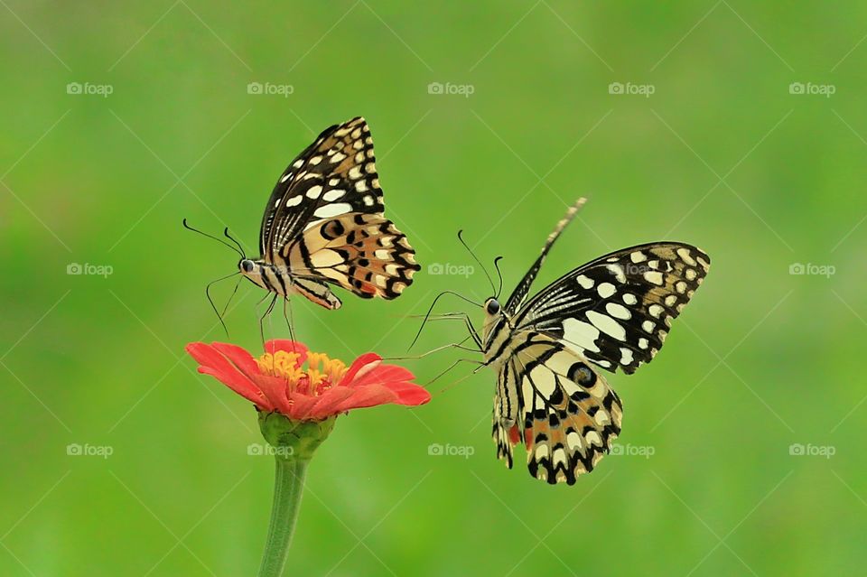 A Couple of Butterflies at The Flower