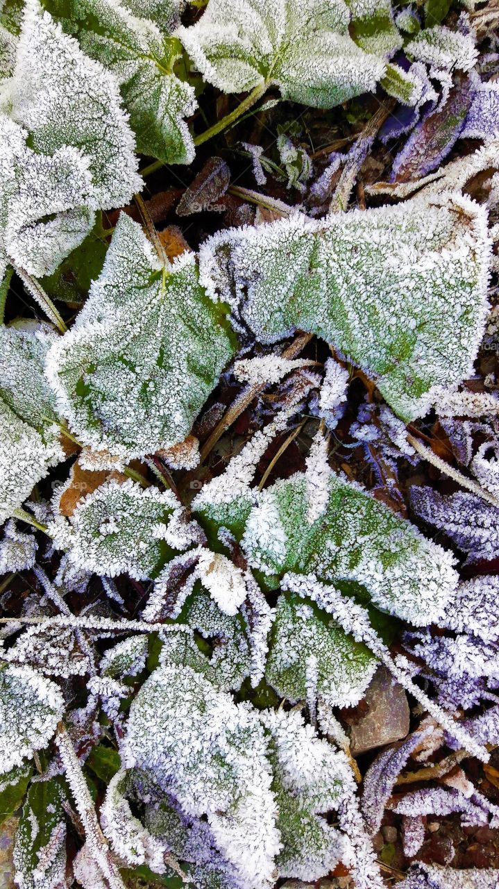Frost on plant