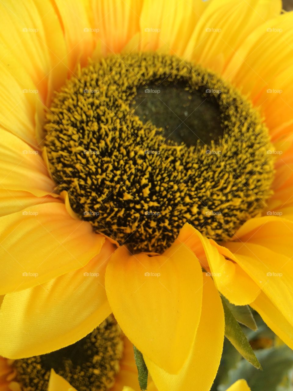 Sunflower. Sunflower