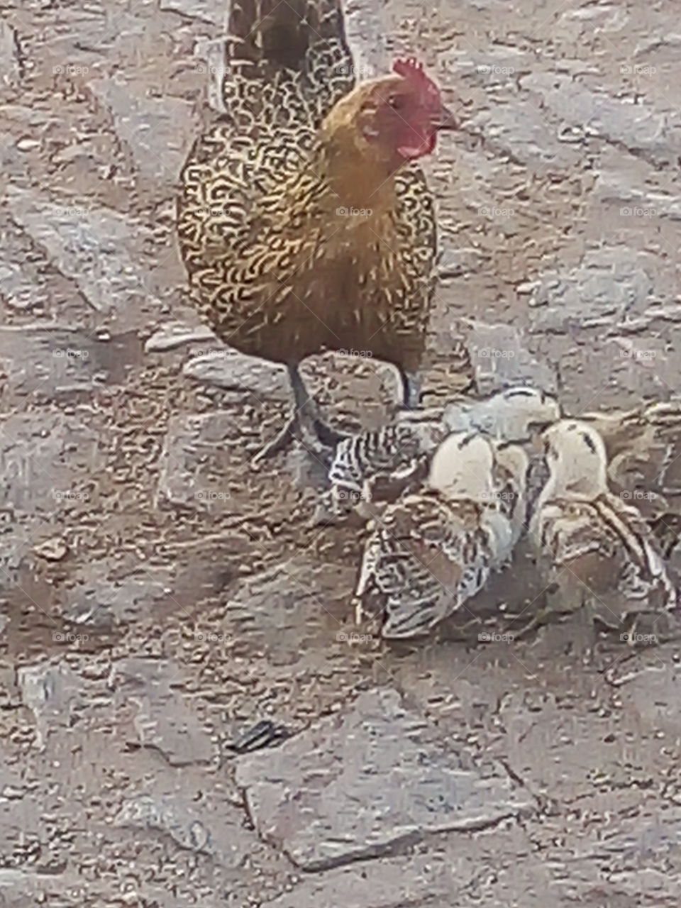 galinha com pintinhos