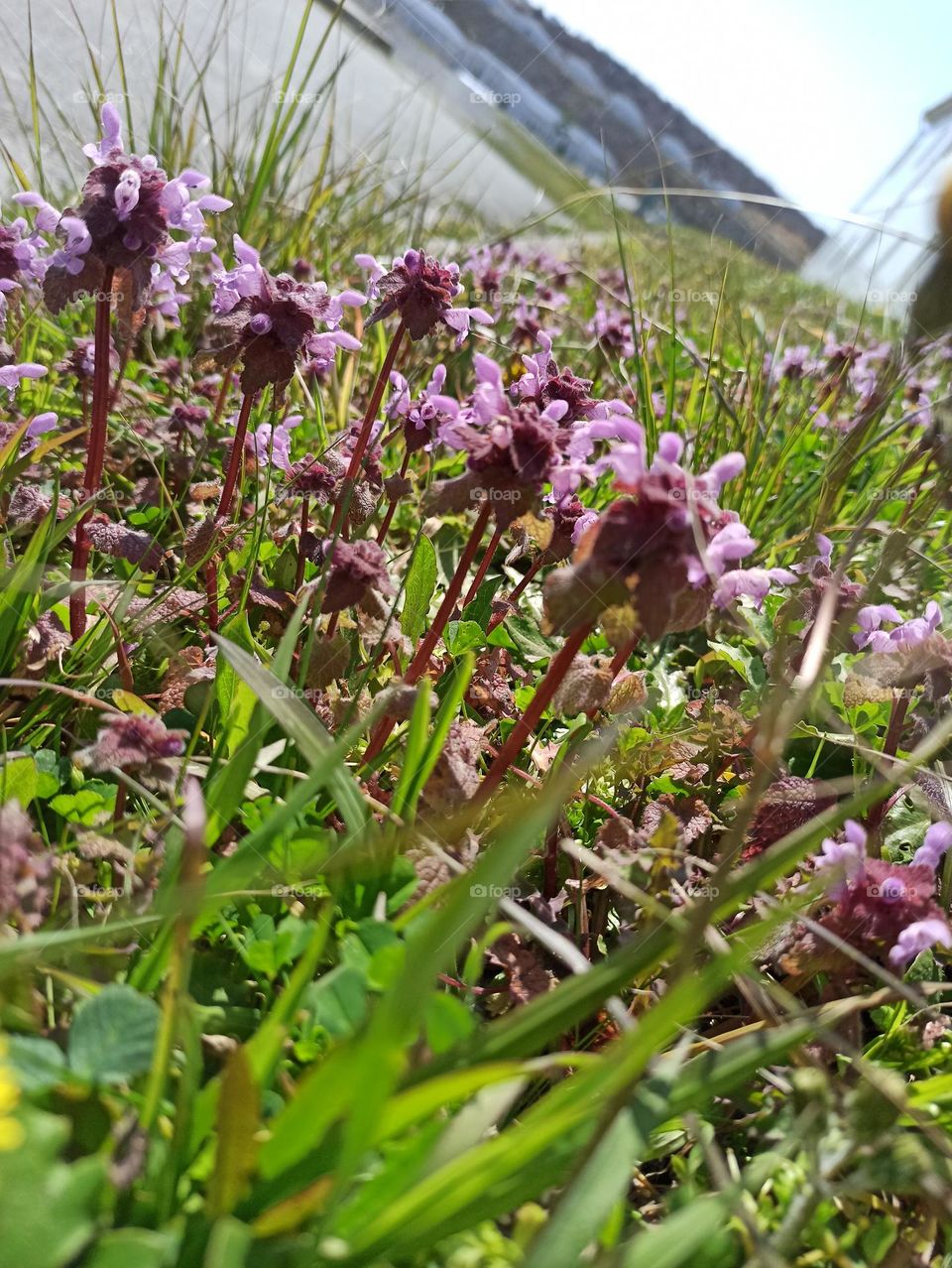 güzel çiçekler pempenin en güzel detayı