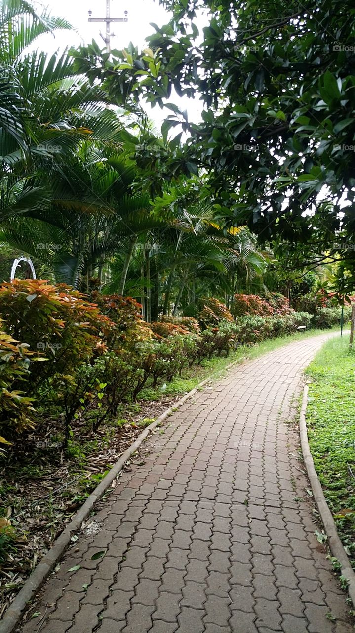 walking  road  in garden