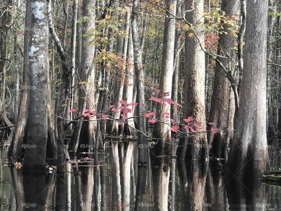 Hillsborough River 