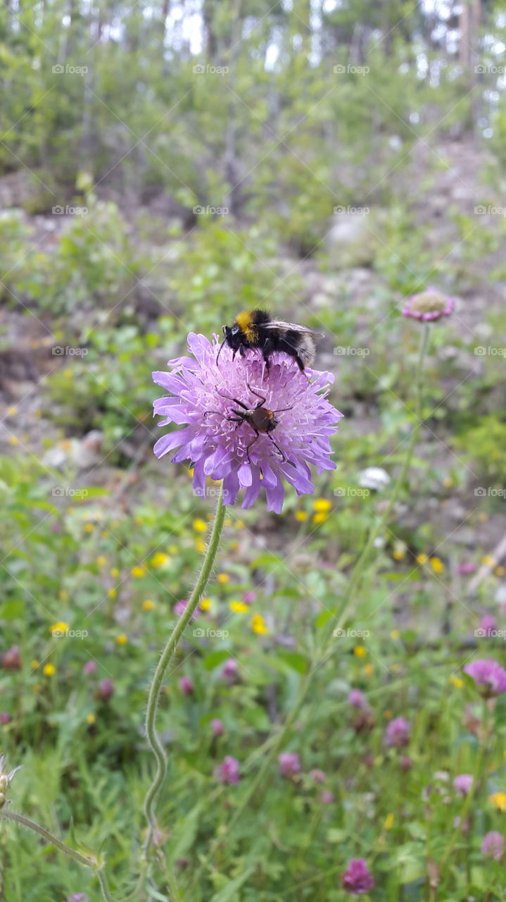 bumlebee and his buddy...