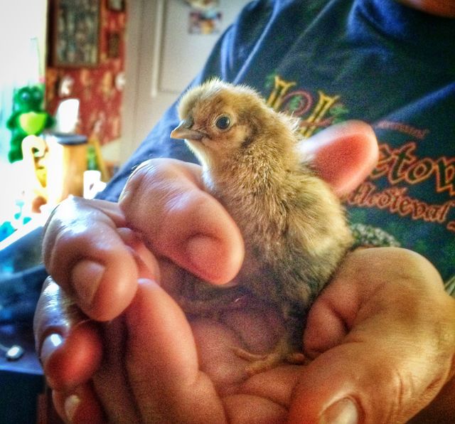 Baby Chickdn
