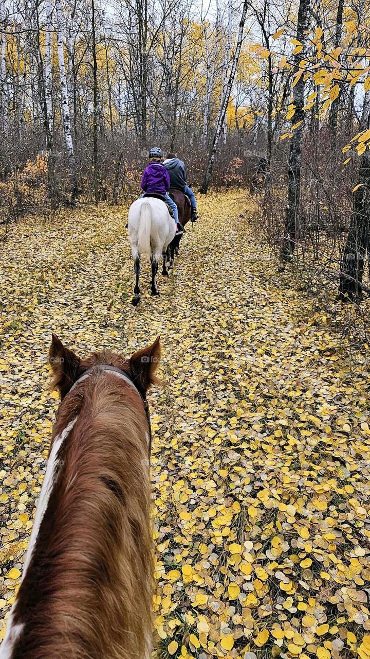 beautiful autumn day for a trail ride