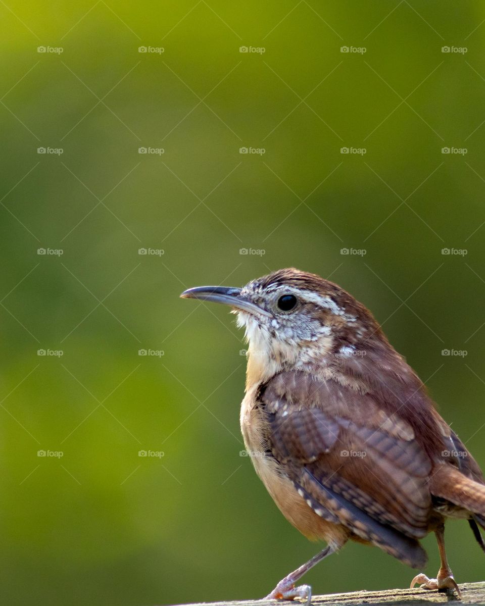 Single Carolina Wren; Close-up