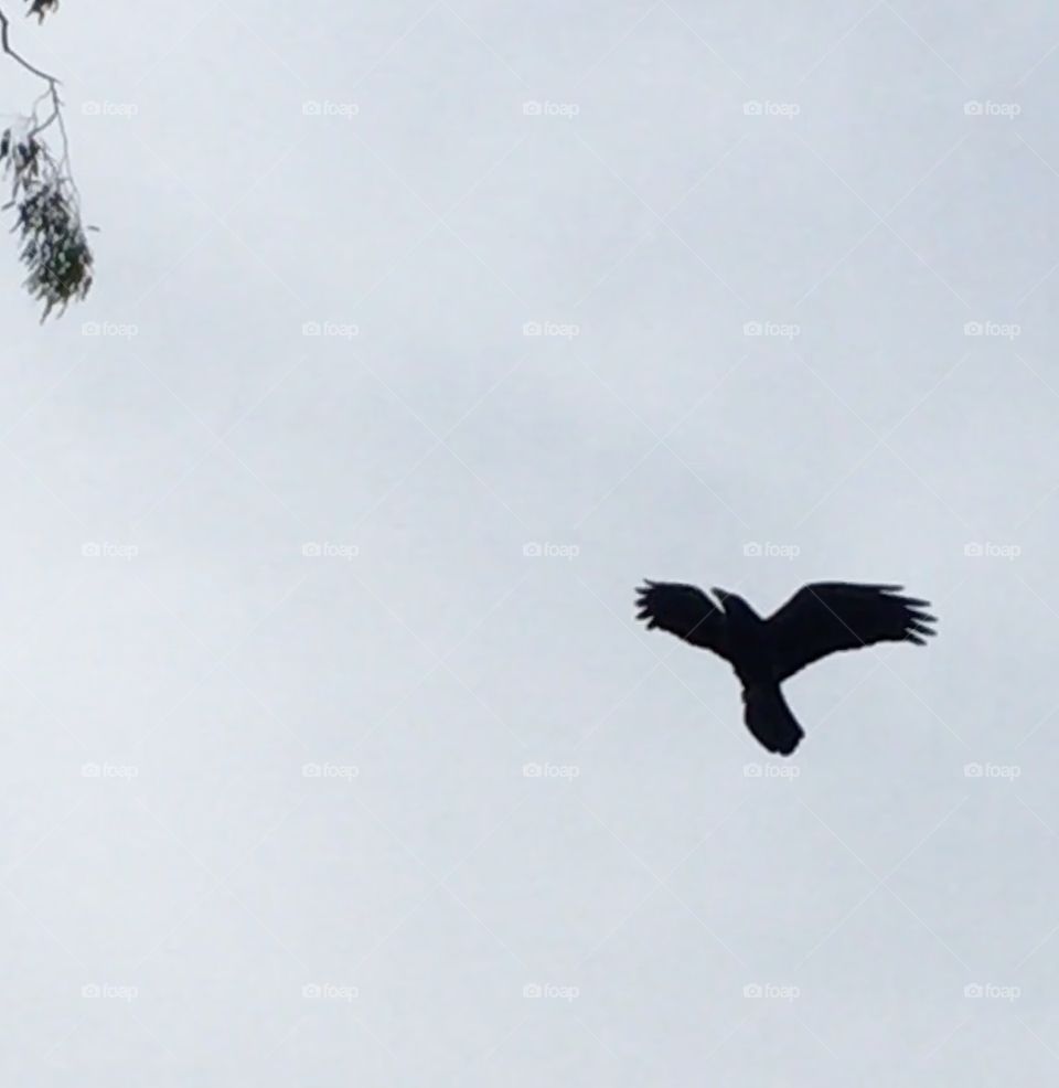 Crow flying high