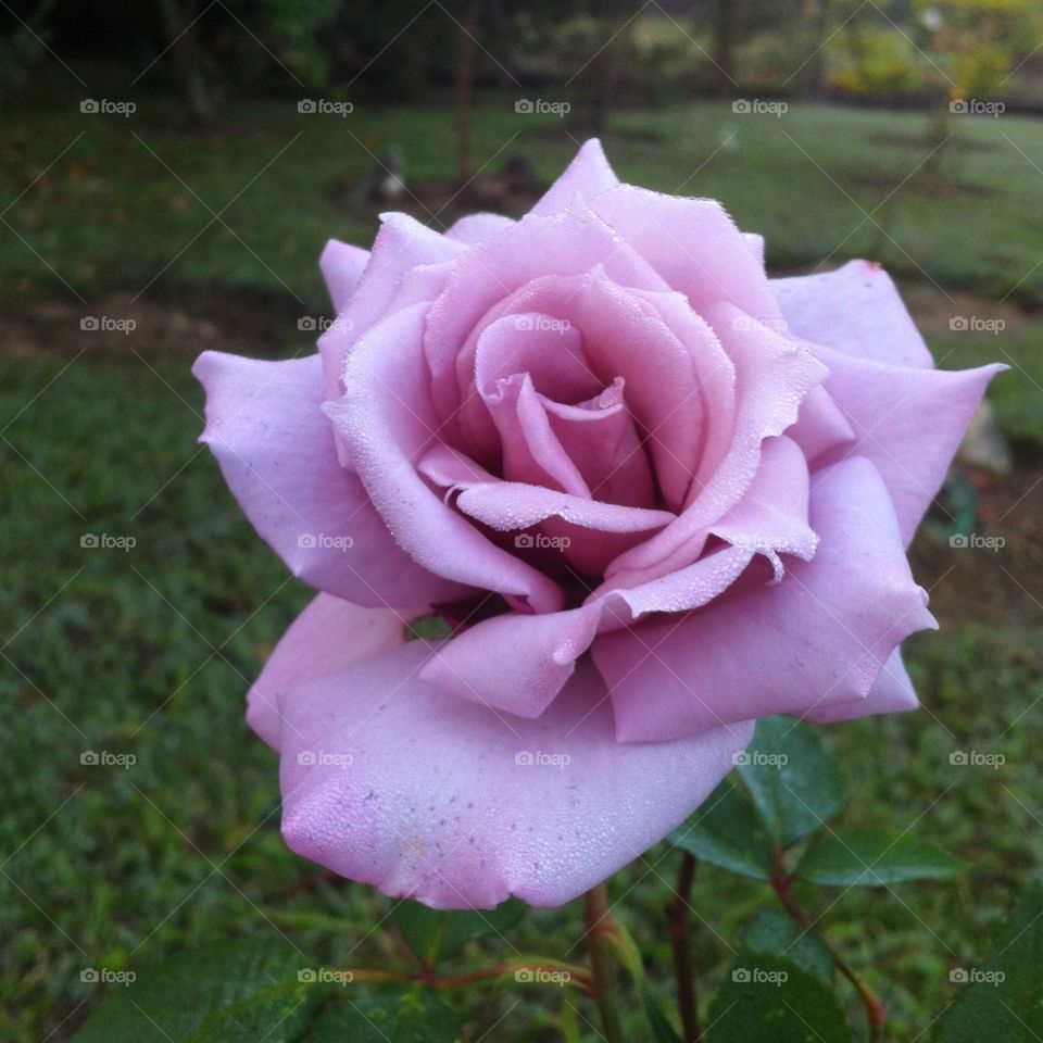 🌺Fim de #cooper!
Suado, cansado e feliz, alongando e curtindo a beleza e o encanto das #flores.
🏁
#corrida #treino #flor #flowers #pétalas #pétala #jardim #jardinagem #garden #flora #run #running #esporte #alongamento