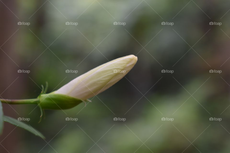 white hibiscus flower bud